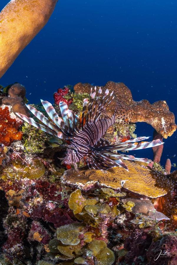 Posada Ocean Colors Rocky Point Luaran gambar